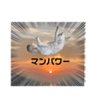 ラグドール猫のポポの日常（個別スタンプ：17）