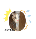 ラグドール猫のポポの日常（個別スタンプ：19）