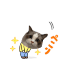 ラグドール猫のポポの日常（個別スタンプ：21）