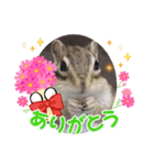 シマリス茶々と一緒 3（個別スタンプ：13）