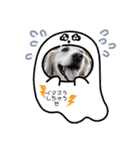 crystal May［ゴールデンレトリバー］3（個別スタンプ：1）