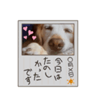 crystal May［ゴールデンレトリバー］3（個別スタンプ：3）