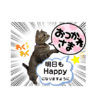 大切な家族猫、風景、言葉（個別スタンプ：1）