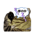 大切な家族猫、風景、言葉（個別スタンプ：3）