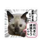 大切な家族猫、風景、言葉（個別スタンプ：4）