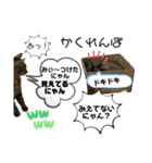 大切な家族猫、風景、言葉（個別スタンプ：8）