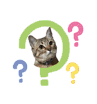 大切な家族猫、風景、言葉（個別スタンプ：20）