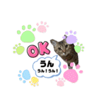 大切な家族猫、風景、言葉（個別スタンプ：23）