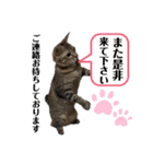 大切な家族猫、風景、言葉（個別スタンプ：24）