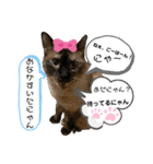 大切な家族猫、風景、言葉（個別スタンプ：25）