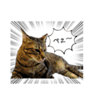大切な家族猫、風景、言葉（個別スタンプ：26）