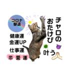 大切な家族猫、風景、言葉（個別スタンプ：29）