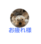 つなまよふぁんくらぶ（個別スタンプ：6）
