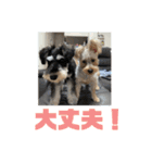 つなまよふぁんくらぶ（個別スタンプ：22）
