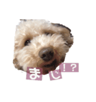 むぎちゃんスタンプ 2ツー（個別スタンプ：5）
