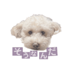 むぎちゃんスタンプ 2ツー（個別スタンプ：8）