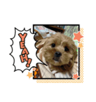 きなこスタンプvol.1！（個別スタンプ：2）