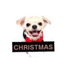 キキとララクリスマスバージョンスタンプ（個別スタンプ：3）