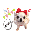 キキとララクリスマスバージョンスタンプ（個別スタンプ：13）