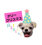 キキとララクリスマスバージョンスタンプ（個別スタンプ：15）