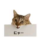 愛猫ペル 2（個別スタンプ：1）