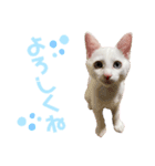 ☔︎スにゃンプ☀︎（個別スタンプ：4）