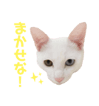 ☔︎スにゃンプ☀︎（個別スタンプ：5）