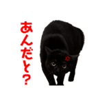 ☔︎スにゃンプ☀︎（個別スタンプ：6）