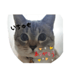 2021あき（個別スタンプ：37）