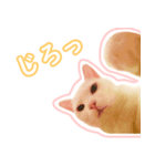 治郎吉スタンプ富山弁（個別スタンプ：14）