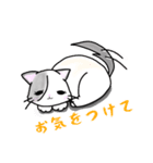 ねこのぴのまめ（個別スタンプ：17）