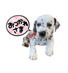 ダルメシアンパピーダリ【レッドゴールド】（個別スタンプ：1）