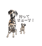 ダルメシアンパピーダリ【レッドゴールド】（個別スタンプ：13）