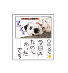 ダルメシアンパピーダリ【レッドゴールド】（個別スタンプ：21）