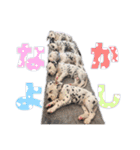 ダルメシアンパピーダリ【レッドゴールド】（個別スタンプ：24）