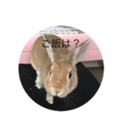 rabbtstamp（個別スタンプ：1）