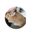 rabbtstamp（個別スタンプ：2）