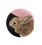 rabbtstamp（個別スタンプ：4）