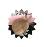 rabbtstamp（個別スタンプ：6）