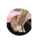 rabbtstamp（個別スタンプ：7）