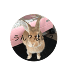 rabbtstamp（個別スタンプ：11）