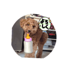 犬 チョコ㌨（個別スタンプ：1）