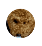 犬 チョコ㌨（個別スタンプ：2）