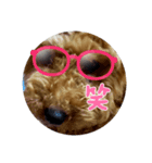 犬 チョコ㌨（個別スタンプ：3）