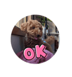 犬 チョコ㌨（個別スタンプ：4）