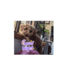 犬 チョコ㌨（個別スタンプ：6）
