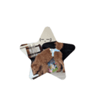 犬 チョコ㌨（個別スタンプ：7）