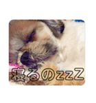 ばんばんばんちゃん（個別スタンプ：3）