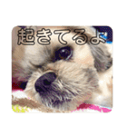 ばんばんばんちゃん（個別スタンプ：17）