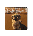ばんばんばんちゃん（個別スタンプ：19）